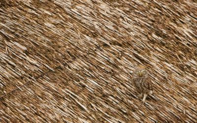 Recruiting neu Denken